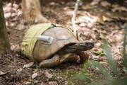 Yellow-footed turtle with GPS tracker and Diaper in a biology project in Tijuca Forest  - Rio de Janeiro city - Rio de Janeiro state (RJ) - Brazil