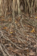 Roots exposed in the soil - Rio de Janeiro city - Rio de Janeiro state (RJ) - Brazil