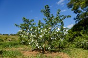 Organic planting of guava on a small rural property - Guarani city - Minas Gerais state (MG) - Brazil