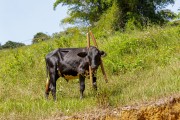 Calf with yoke on neck on rural property - Guarani city - Minas Gerais state (MG) - Brazil