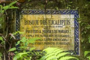 Detail of Ruin of old farm - Tijuca National Park  - Rio de Janeiro city - Rio de Janeiro state (RJ) - Brazil