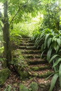 Detail of Ruin of old farm - Tijuca National Park  - Rio de Janeiro city - Rio de Janeiro state (RJ) - Brazil