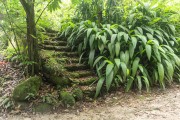 Detail of Ruin of old farm - Tijuca National Park  - Rio de Janeiro city - Rio de Janeiro state (RJ) - Brazil