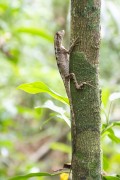 Little chameleon (Enyalius sp.) On a tree trunk - Tijuca National Park - Rio de Janeiro city - Rio de Janeiro state (RJ) - Brazil