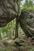 Tree squeezed between two large rocks - Gruta do Archer - Tijuca National Park  - Rio de Janeiro city - Rio de Janeiro state (RJ) - Brazil