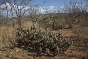 Cactus xiquexique (Pilosocereus gounellei) in the caatinga of Pernambuco backwoods - Cabrobo city - Pernambuco state (PE) - Brazil