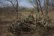 Cactus xiquexique (Pilosocereus gounellei) in the caatinga of Pernambuco backwoods - Cabrobo city - Pernambuco state (PE) - Brazil