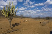 Landscape of the Pernambuco hinterland in the dry season with mandacaru and animals - Salgueiro city - Pernambuco state (PE) - Brazil