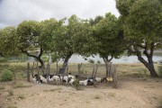 Goat breeding on the bank of the Pequeno River - Assunçao Island - Truka Indigenous Land - Cabrobo city - Pernambuco state (PE) - Brazil