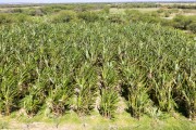 Picture taken with drone of banana plantation on Assunçao Island - Truka indigenous land - Cabrobo city - Pernambuco state (PE) - Brazil