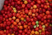 Sale of Acerola fruit in the Port of Manaus - Manaus city - Amazonas state (AM) - Brazil