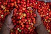 Sale of Acerola fruit in the Port of Manaus - Manaus city - Amazonas state (AM) - Brazil