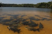 Creation of tambaqui fish in lake - Iranduba city - Amazonas state (AM) - Brazil