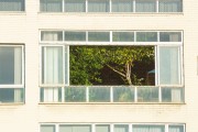 Tree in apartment window on Atlantica Avenue - Rio de Janeiro city - Rio de Janeiro state (RJ) - Brazil