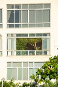 Tree in apartment window on Atlantica Avenue - Rio de Janeiro city - Rio de Janeiro state (RJ) - Brazil