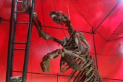 Amazon Museum (MUSA) - Permanent exhibition Past present - Skeleton of an Eremotherium taurillardi, a giant sloth 4 meters high - Manaus city - Amazonas state (AM) - Brazil