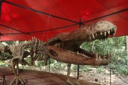 Amazon Museum (MUSA) - Permanent exhibition Past present - Skeleton of a Purussaurus (Alligator 13 meters long) - Manaus city - Amazonas state (AM) - Brazil
