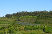 Grape plantation - Valley of the vineyards - Bento Goncalves city - Rio Grande do Sul state (RS) - Brazil
