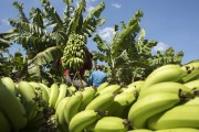 banana harvest on Assunçao Island - Truka indigenous land - Cabrobo city - Pernambuco state (PE) - Brazil