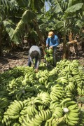 banana harvest on Assunçao Island - Truka indigenous land - Cabrobo city - Pernambuco state (PE) - Brazil