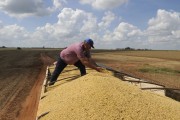 Worker spreading soy in bulk truck - Planalto city - Sao Paulo state (SP) - Brazil