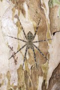 Spider on tree trunk in Tijuca Forest - Rio de Janeiro city - Rio de Janeiro state (RJ) - Brazil