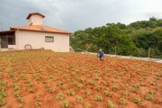 Worker taking care of urban bean garden - Guarani city - Minas Gerais state (MG) - Brazil