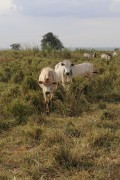 Nelore crossbred cattle on pasture for fattening - Frutal city - Minas Gerais state (MG) - Brazil
