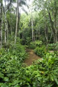 Atlantic Forest Landscape at Recanto dos Pintores - Tijuca National Park - Rio de Janeiro city - Rio de Janeiro state (RJ) - Brazil