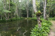 Atlantic Forest landscape with lake in Recanto dos Pintores - Tijuca National Park - Rio de Janeiro city - Rio de Janeiro state (RJ) - Brazil