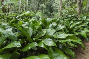 Atlantic Forest Landscape at Recanto dos Pintores - Tijuca National Park - Rio de Janeiro city - Rio de Janeiro state (RJ) - Brazil