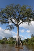 Kapok tree (Ceiba pentandra) on the banks of the Solimoes River - Anama city - Amazonas state (AM) - Brazil