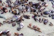 Mussel shells on Copacabana Beach - Rio de Janeiro city - Rio de Janeiro state (RJ) - Brazil