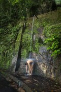 Man taking a shower in Paineiras - Tijuca National Park - Rio de Janeiro city - Rio de Janeiro state (RJ) - Brazil