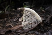 Detail of mushrooms (Fungus) - Henrique Lage Park - more known as Lage Park - Rio de Janeiro city - Rio de Janeiro state (RJ) - Brazil