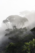 Trees in the mist - Tijuca National Park - Rio de Janeiro city - Rio de Janeiro state (RJ) - Brazil