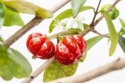 Suriname cherry (Eugenia uniflora) - Florianopolis city - Santa Catarina state (SC) - Brazil