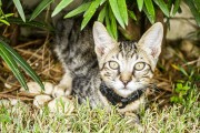 Domestic cat (Felis catus) - Florianopolis city - Santa Catarina state (SC) - Brazil