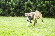 Pit bull puppy dog - Florianopolis city - Santa Catarina state (SC) - Brazil