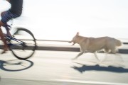 Dog following cyclist on the Copacabana Sidewalk Bike Path - Rio de Janeiro city - Rio de Janeiro state (RJ) - Brazil