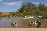 Calves Holstein Friesian cattle on the banks of the Pomba River - Guarani city - Minas Gerais state (MG) - Brazil