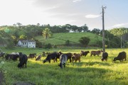 Calves Holstein Friesian cattle in the pasture - Guarani city rural zone  - Guarani city - Minas Gerais state (MG) - Brazil