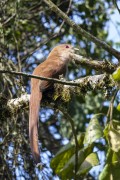 Squirrel Cuckoo (Piaya cayana) - Serrinha do Alambari Environmental Protection Area  - Resende city - Rio de Janeiro state (RJ) - Brazil