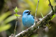 Detail of blue dacnis (Dacnis cayana) - also known as Turquoise honeycreeper - Serrinha do Alambari Environmental Protection Area  - Resende city - Rio de Janeiro state (RJ) - Brazil