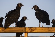 Black Vulture (Coragyps atratus) - Saguaçu Lagoon - Babitonga Bay - Joinville city - Santa Catarina state (SC) - Brazil