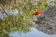 Scarlate ibis (Eudocimus ruber) feeds in the Babitonga Bay mangrove - Joinville city - Santa Catarina state (SC) - Brazil