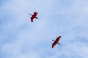 Scarlate ibis (Eudocimus ruber) flying over Babitonga Bay - Joinville city - Santa Catarina state (SC) - Brazil