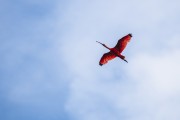 Scarlate ibis (Eudocimus ruber) flying over Babitonga Bay - Joinville city - Santa Catarina state (SC) - Brazil