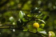 Acerola fruit (Malpighia emarginata) - Joinville city - Santa Catarina state (SC) - Brazil