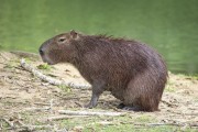 Capybaras (Hydrochoerus hydrochaeris) - Guapiacu Ecological Reserve  - Cachoeiras de Macacu city - Rio de Janeiro state (RJ) - Brazil